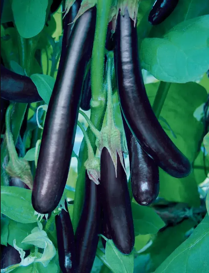 Хаш Early Long Purple