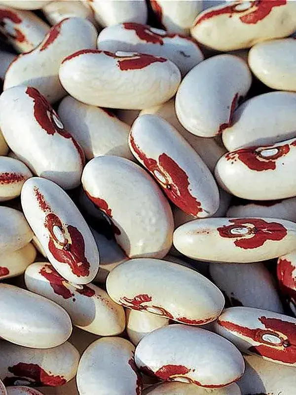 Фасоль  красный глаз /шош /