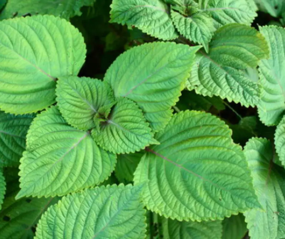 Гүнжидийн  навч /1,3г/