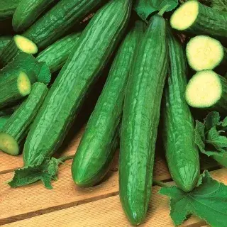 Өргөст хэмх Саладин F1 50ш