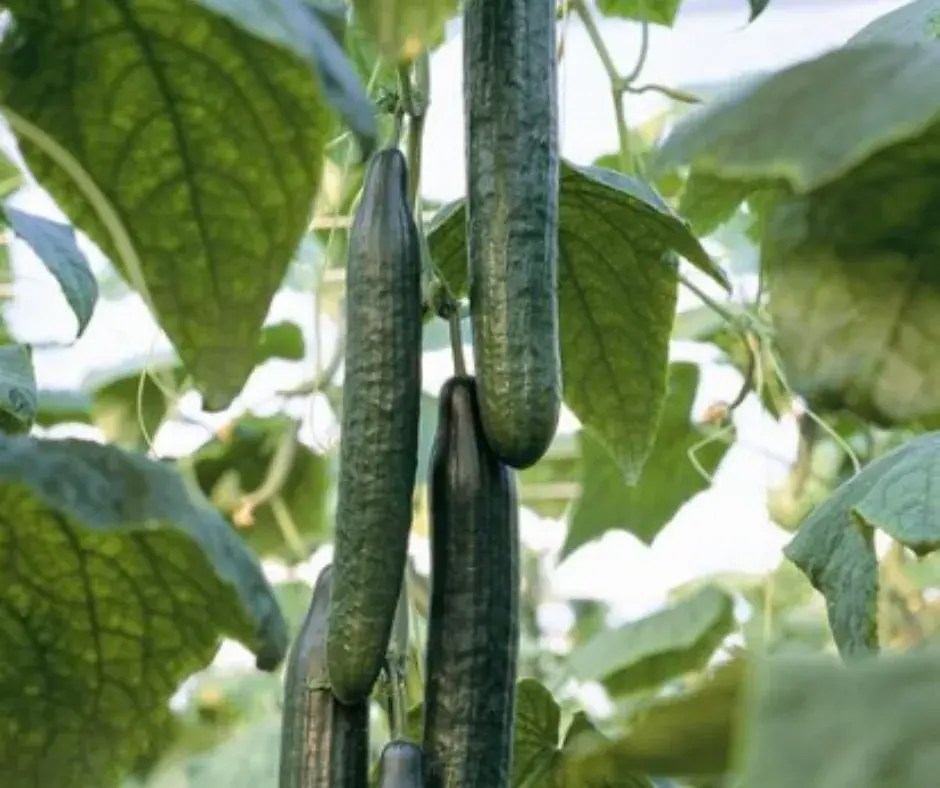 Өргөст хэмх Нииох 412 F1 100ш