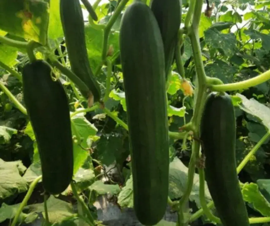 Өргөст хэмх Rich lord 20ш