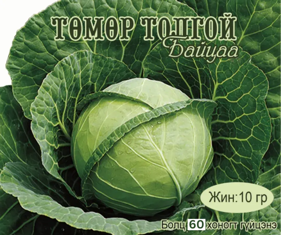 Байцай Төмөр толгой 60 хоногтой