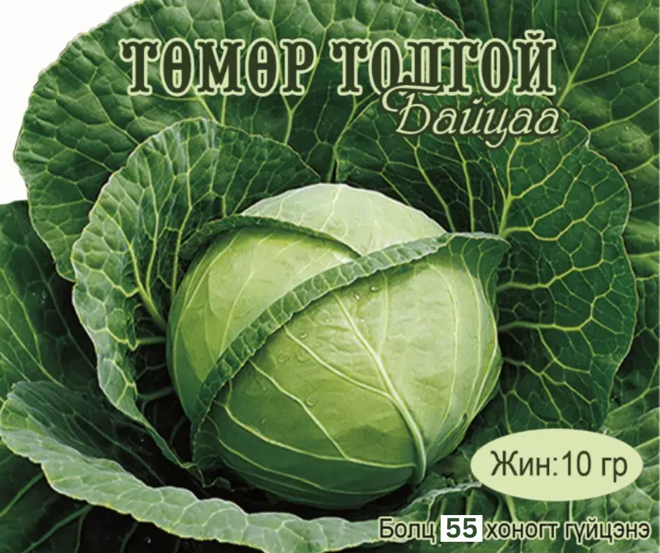 Байцай Төмөр толгой 55 хоногтой