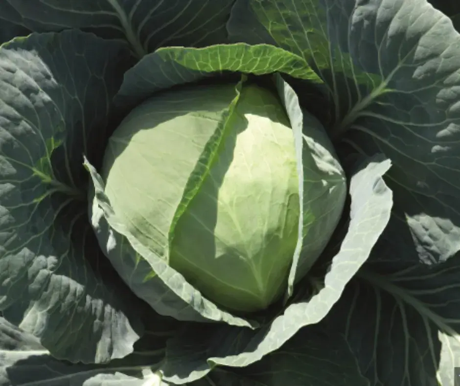 Байцай Bronco F1 2500ш