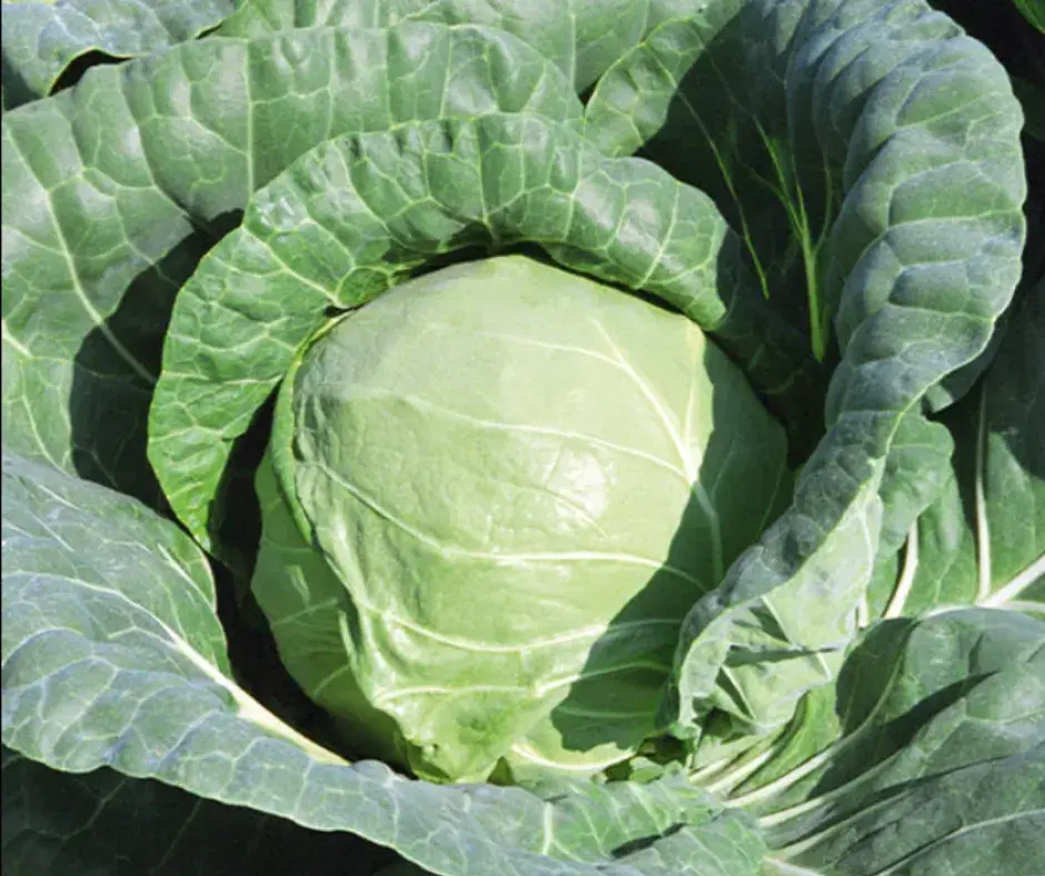 Байцай Тiara F1 2500ш