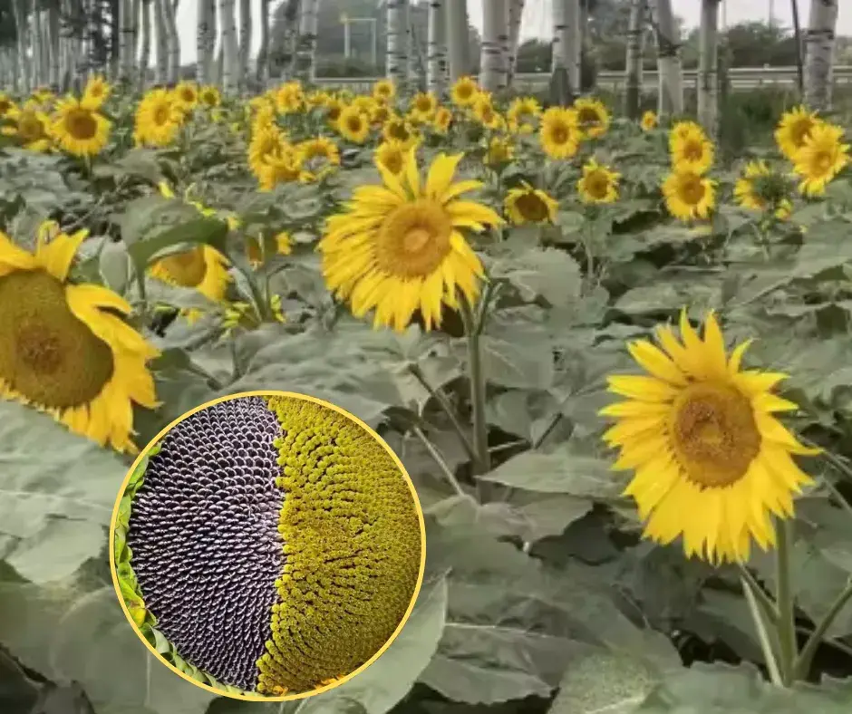 Наранцэцэг 200 гр