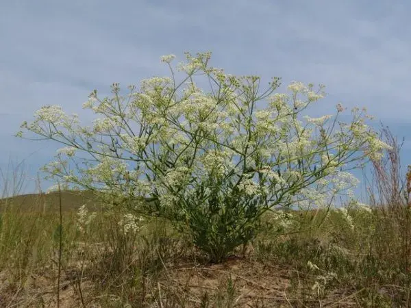 Дэрэвгэр Жиргэрүү