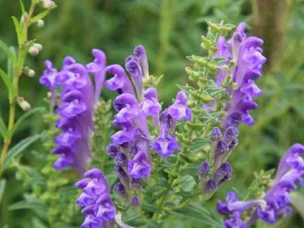 Чихэр өвсний үр