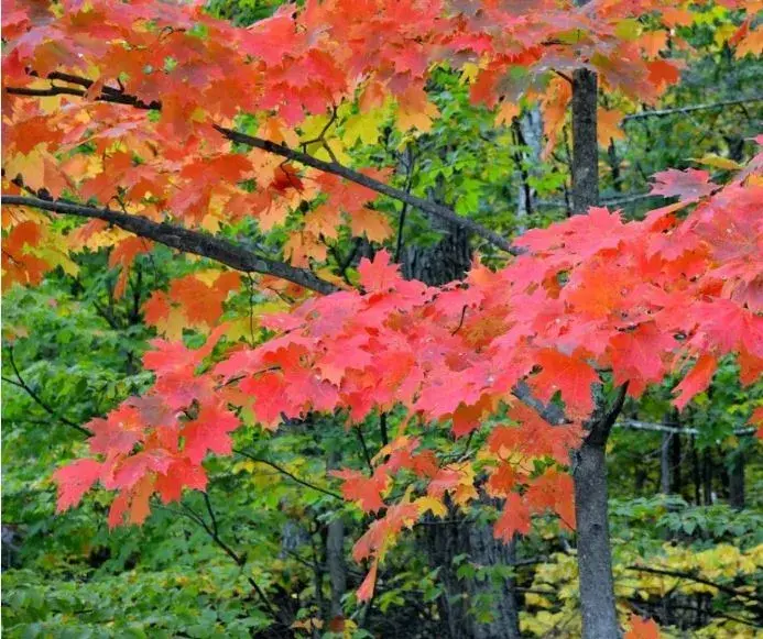 Улаан агч /кг/