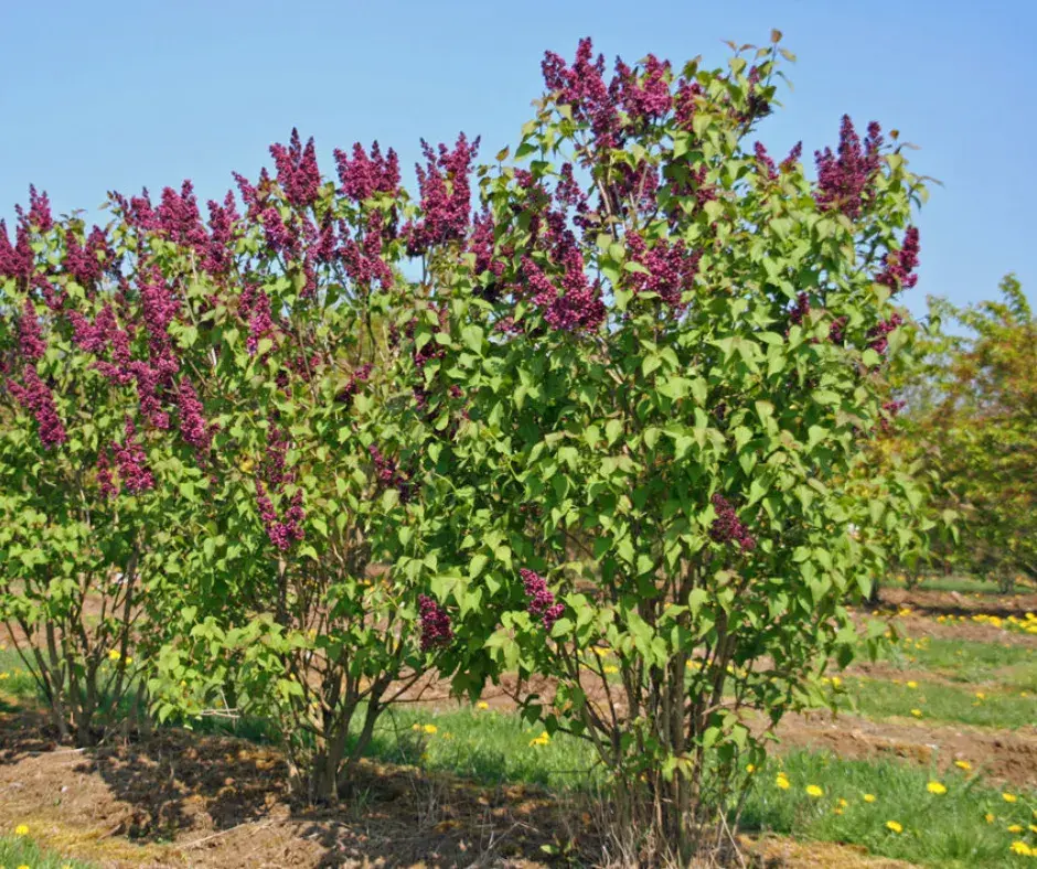 Голт борын үр 1,5гр