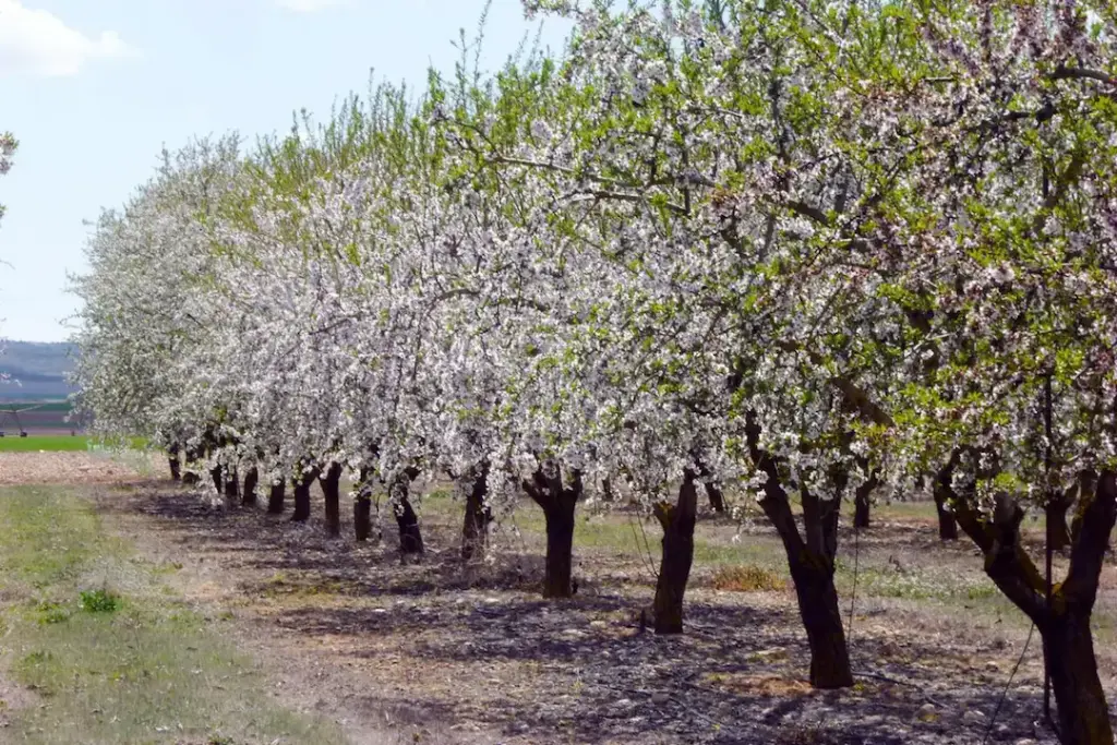 Буйлс модны үр ууттай