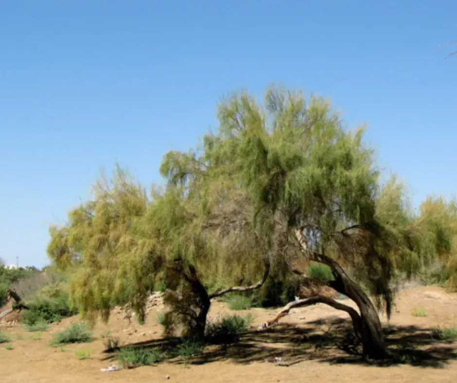 Заг модны үр /кг/