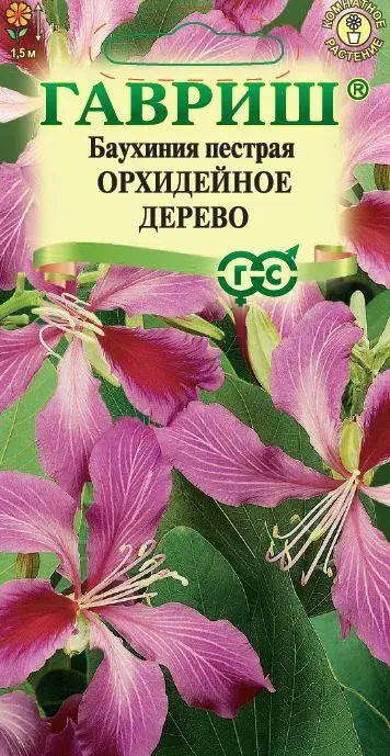 Баухиния Орхидейное дерево (пурпурная) 