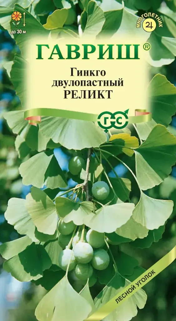 Гинкго двулопастный Реликт