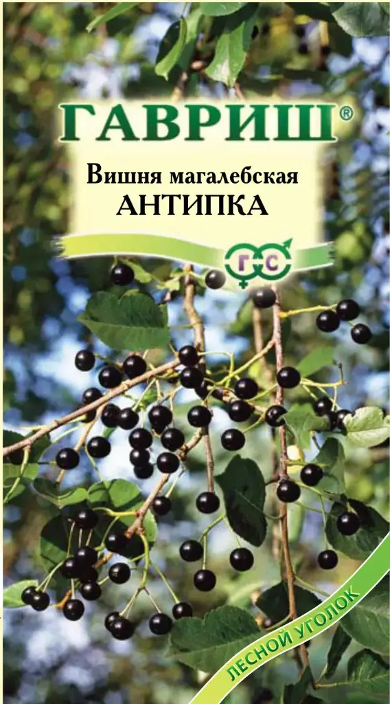 Интоор Вишня Антипка (магалебка) 1 г
