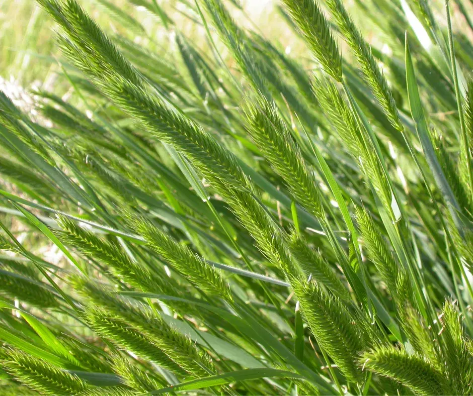 Ерхөгний үр