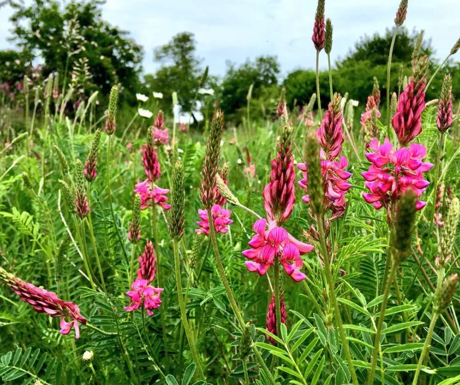 Хүцэнгэний үр