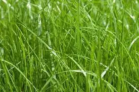 Үүргэний үр 