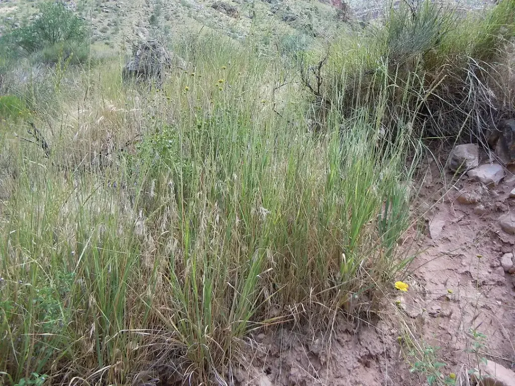 Өлөнгөний үр