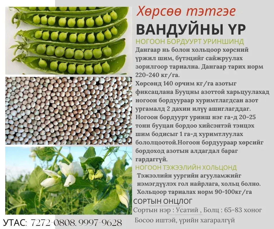 Тэжээлийн вандуйны үр