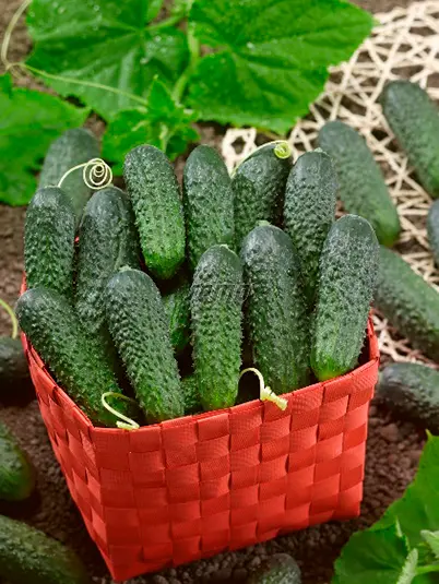 Өргөст хэмх Мария-Agrimatco