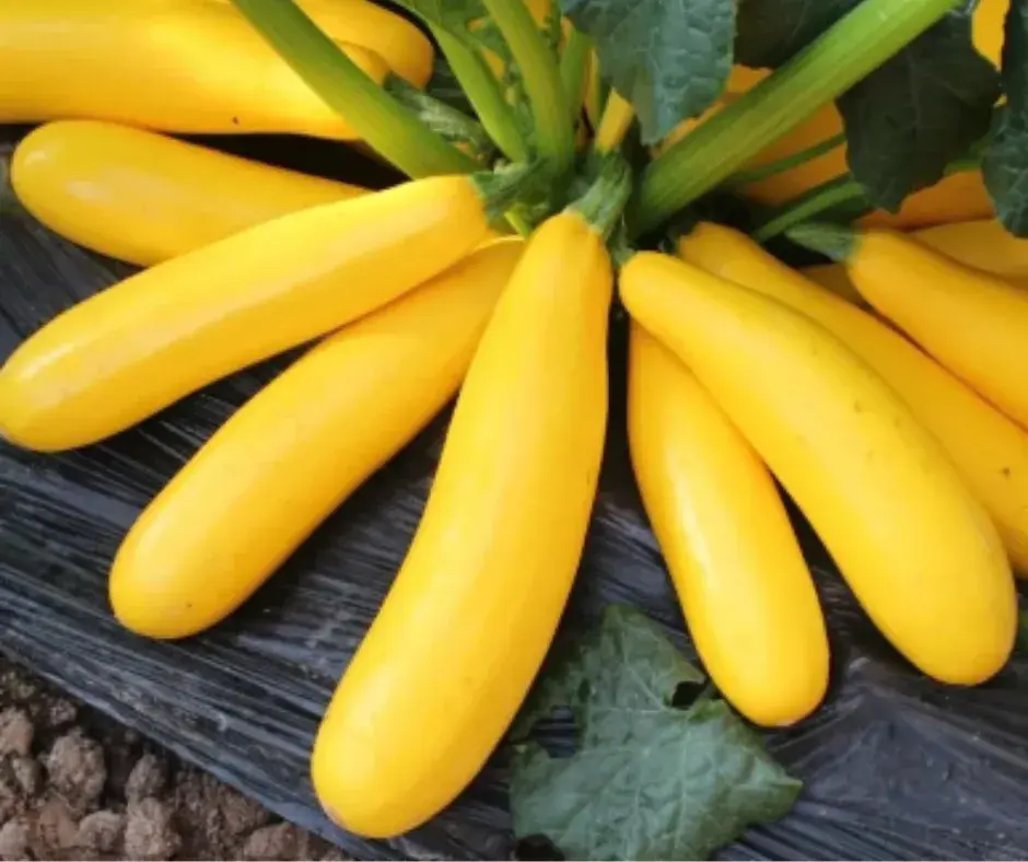 Хулуу Кабачок Цуккини Желтоплодный