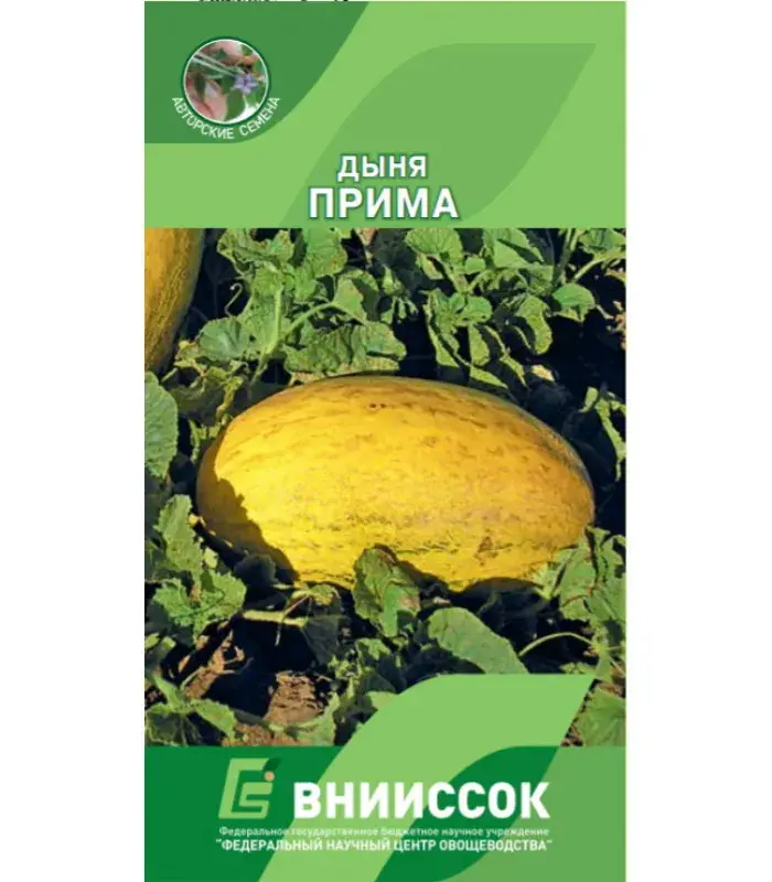 Амтат гуа - Дыня Прима