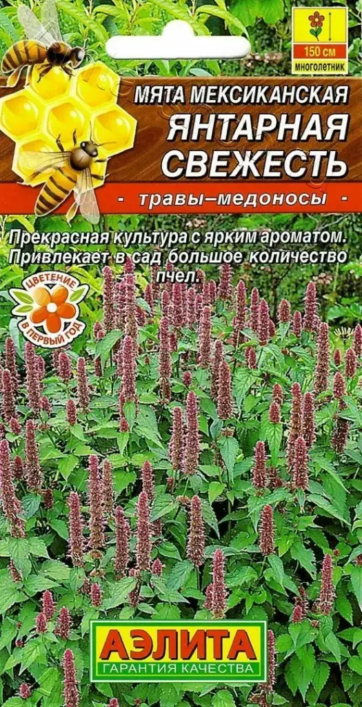 Гаа Мята мексиканская Янтарная свежесть