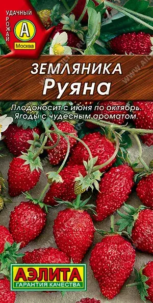 Гүзээлзгэнэ Земляника Руяна альпийская