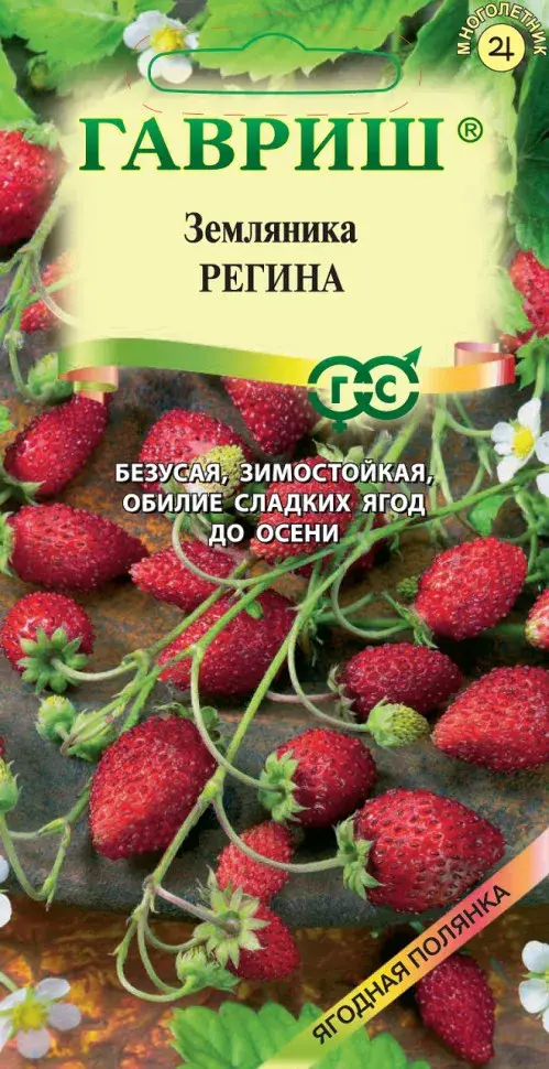 Гүзээлзгэнэ Земляника Регина