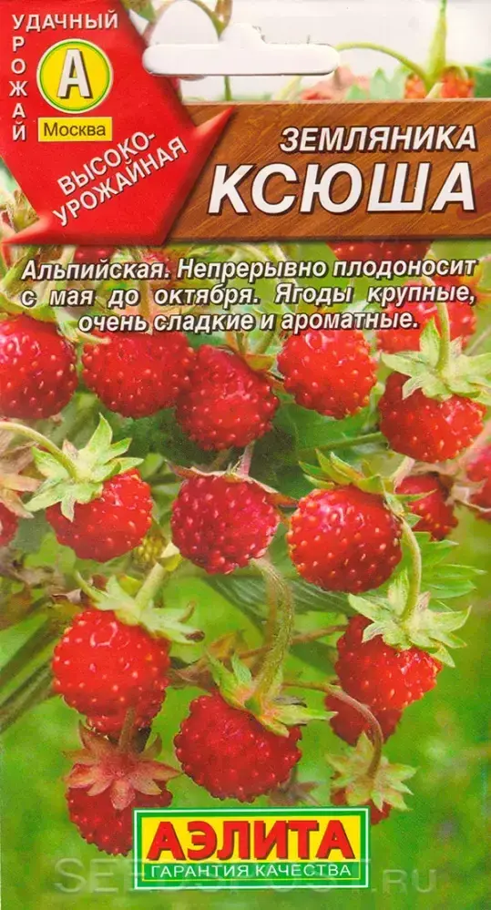 Гүзээлзгэнэ Земляника Ксюша