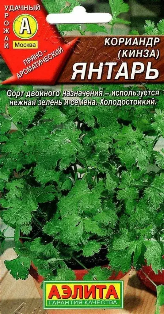Кориандр Янтарь 
