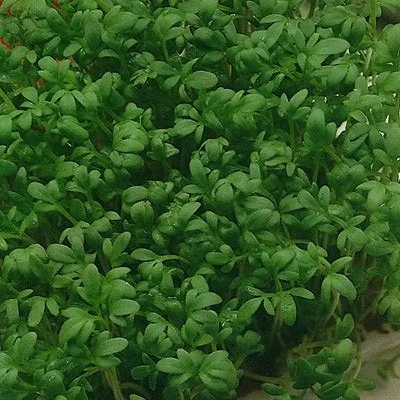 Кресс салат Забава