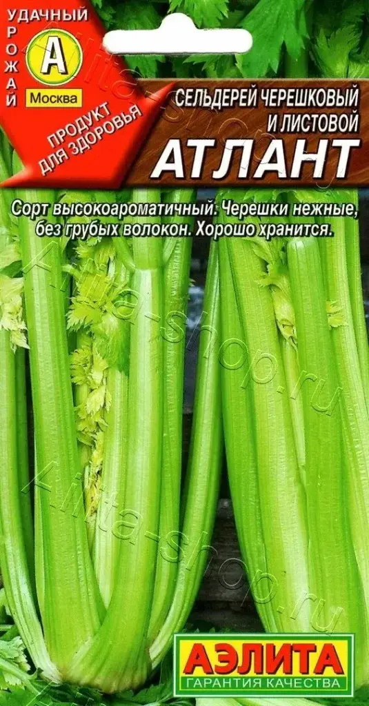 Цоохор майлз - Сельдерей Листовой АТЛАНТ