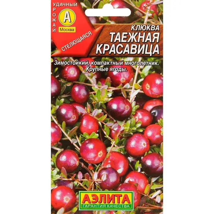 Цангис Клюква крупноплодная Таежная красавица