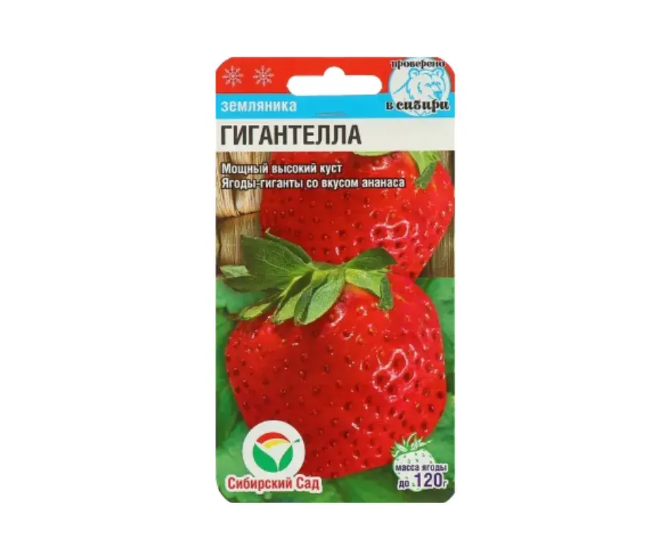 Гүзээлзгэнэ - Земляника Гигантелла