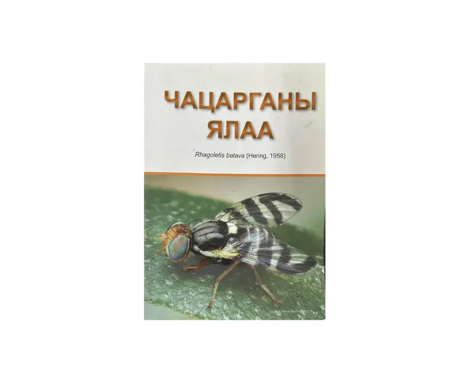 Чацарганы ялаа