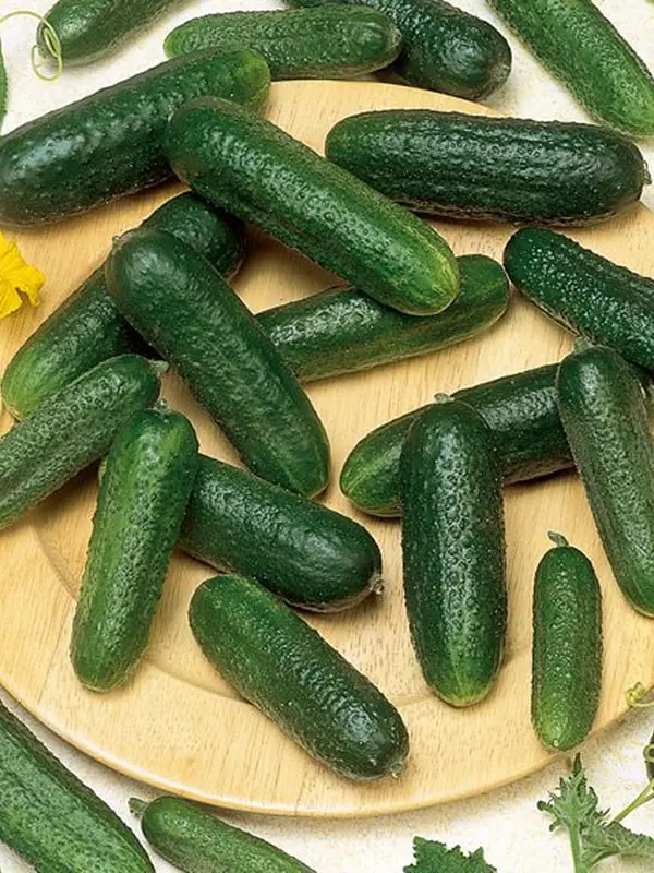 Өргөст хэмх - Tianjin GengYun Seed