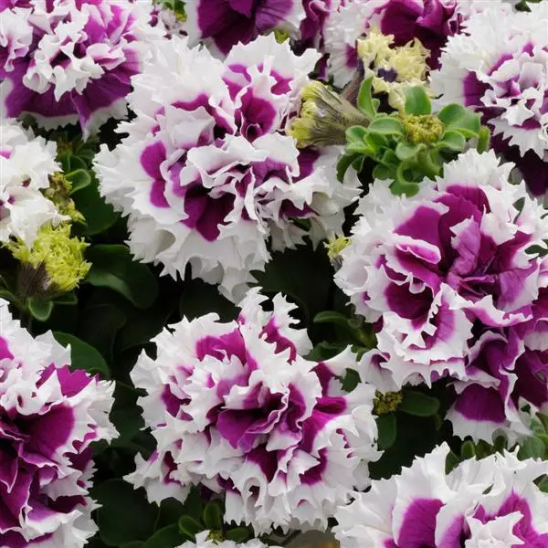 Хун цэцэг - Petunia  /302600/ Double Pirouette Purple Пируэт хөх ягаан /бүрэлттэй/