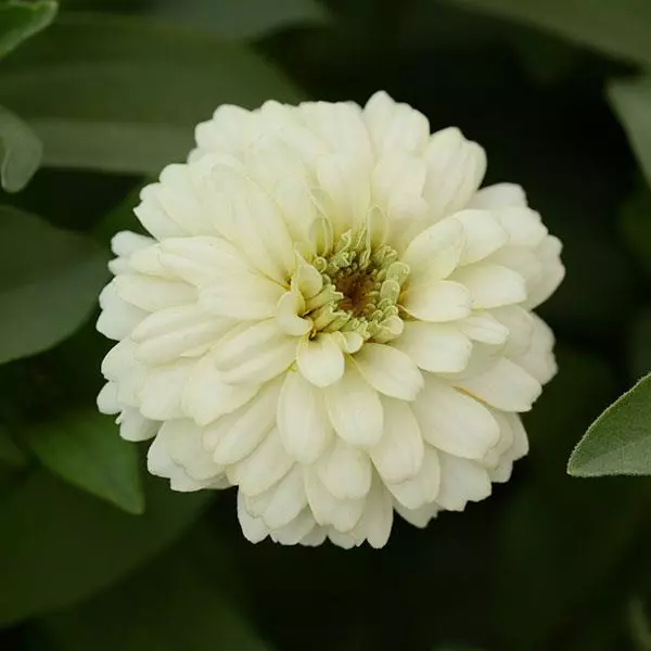 Хөмөөс -  Zinnia Elegans /989994/  Давхар дэлбээт Zahara цуврал цагаан /бүрэлтгүй/