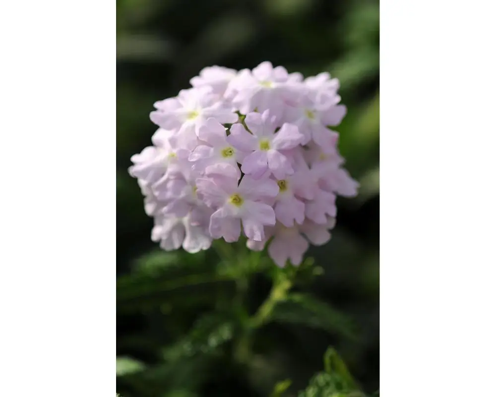 Догор - Verbena L Куарт XR цуврал Мөнгөлөг ягаан /идэвхжүүлсэн/