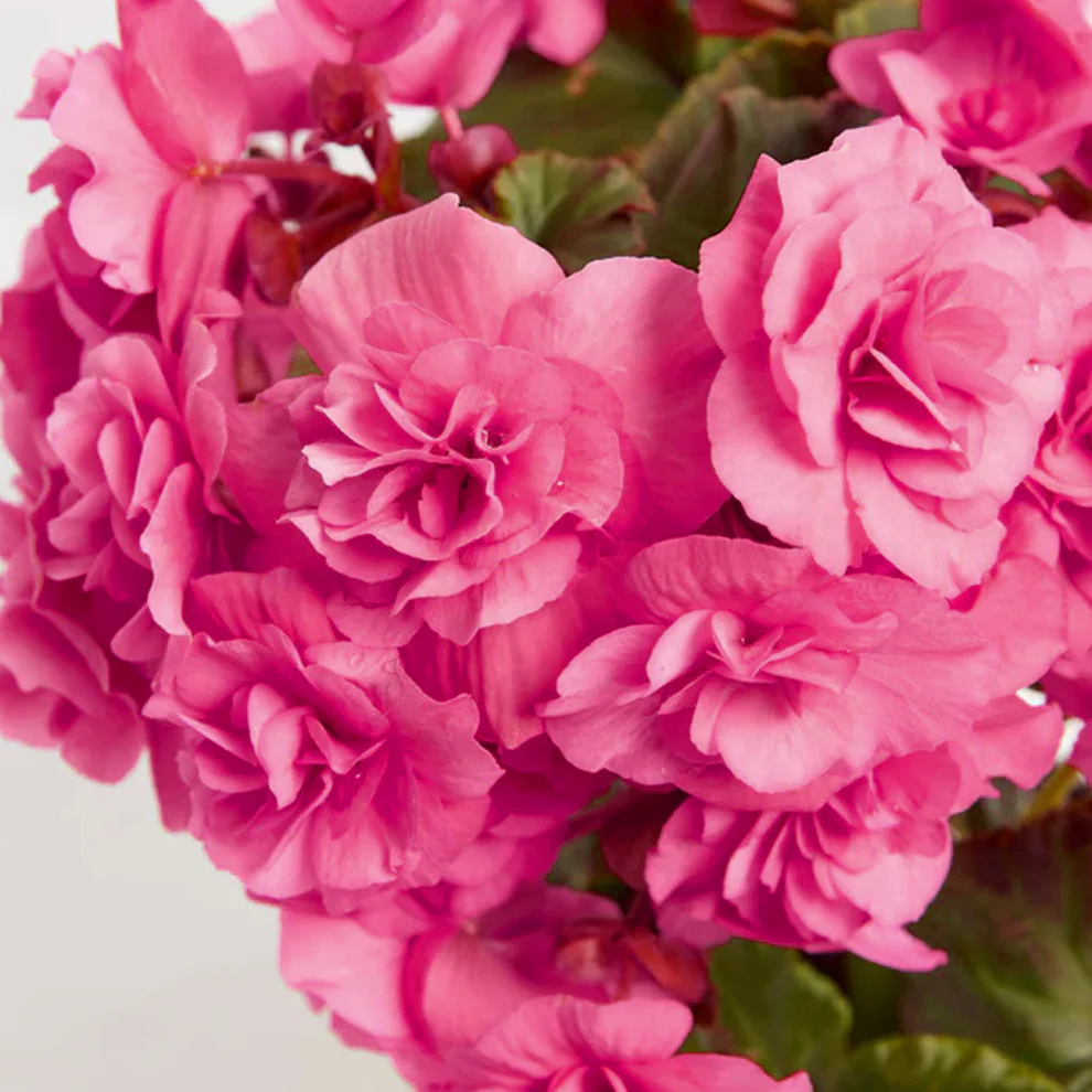 Хайтан - Begonia "AmeriHybrid Ягаан өнгөтэй /бүрэлттэй/ 1000ш үр