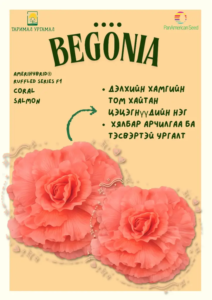 Хайтан - Begonia "AmeriHybrid Улбар шар өнгөтэй /бүрэлтгүй/ 1000ш үр