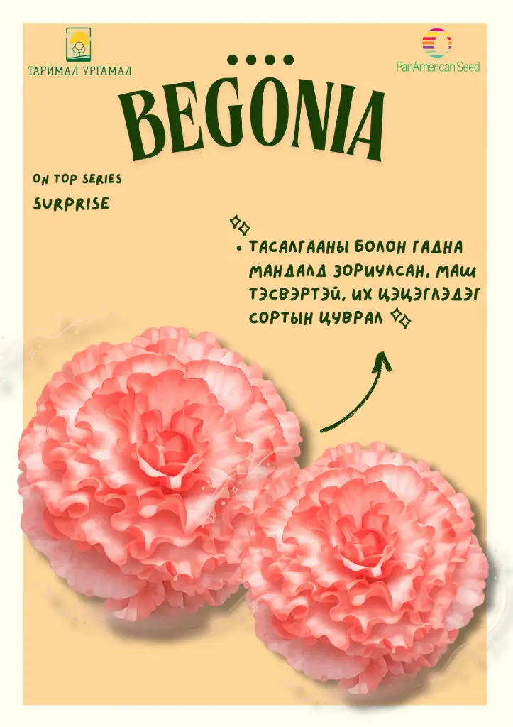 Хайтан - Begonia "AmeriHybrid  сюрприз өнгө /бүрэлтгүй/ 1000ш үр