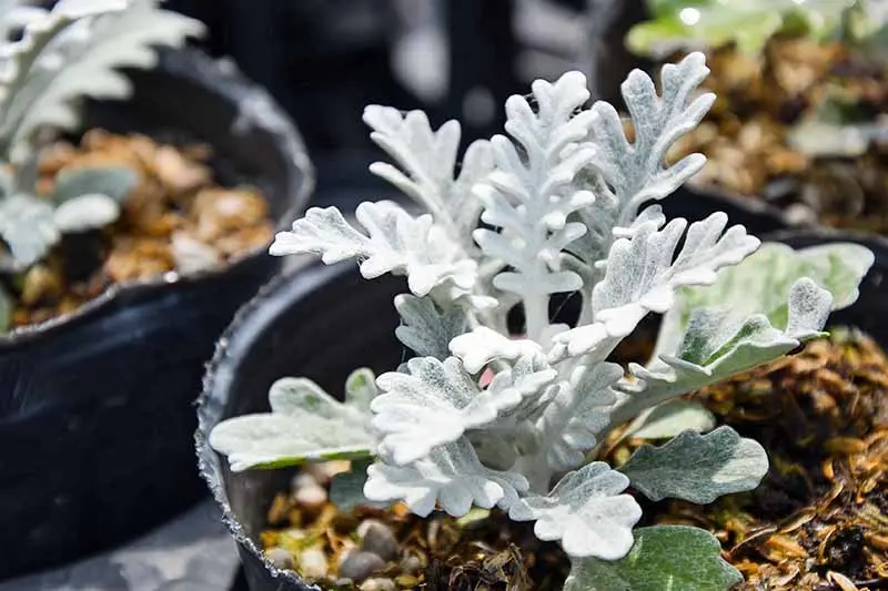 Мөнгөн навчит - Dusty Miller Цагаан мөнгөн навчит цуврал Мөнгөн тугат /бүрэлтгүй/