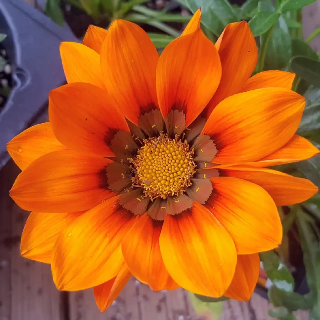Цолмон - Gazania Gaerth /912528/ Шинэ өдөр цуврал Улбар судалт /бүрэлттэй/