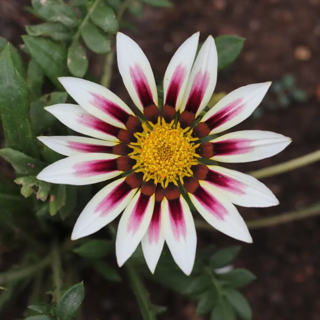 Цолмон - Gazania Gaerth /883191/Шинэ өдөр цуврал Улаан ягаан судалт /бүрэлттэй/