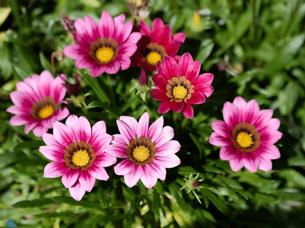 Цолмон - Gazania Gaerth 761003 Шинэ өдөр цуврал Ягаан судалт /бүрэлттэй/