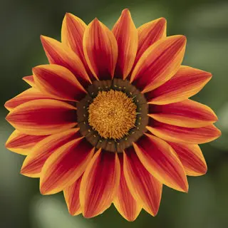 Цолмон - Gazania Gaerth /883189/ Шинэ өдөр цуврал Улаан судалт /бүрэлттэй/